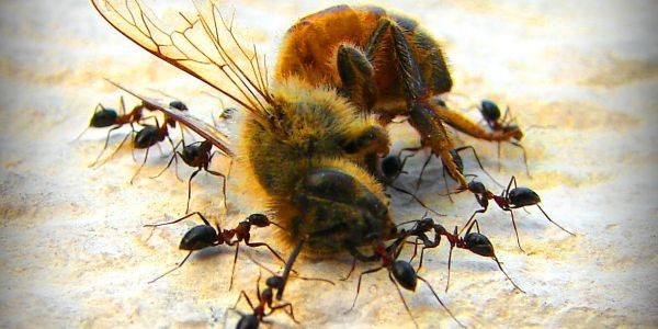 Avaaz millones de abejas se estan muriendo por toda Europa