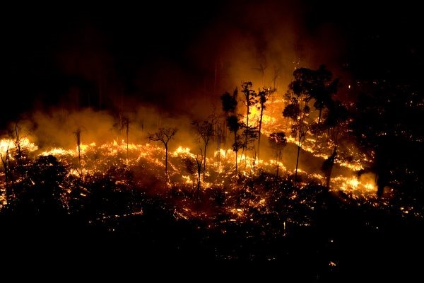 greenpeace incendios forestales